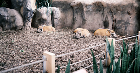 Wild boars in the zoo. Selective focus.の写真素材