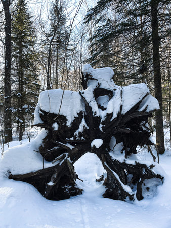 old tree stump in winter forest with snow and frost. Quebec, Canada