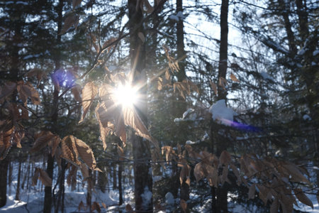 Sunny day in the winter forest. Sunlight through the branches of trees.