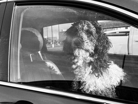 A black and white photo of a dog looking out of a car window.