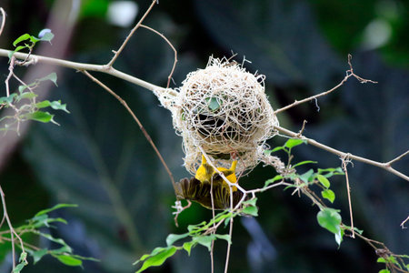 A little yellow bird builds its nestの写真素材