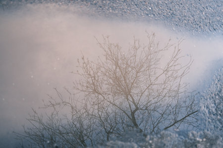 Winter landscape with the reflection of a tree in the waterの写真素材
