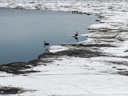 Canada geese on the ice of a frozen lake. Winter landscape.の写真素材