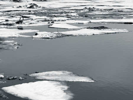 Geese on the ice of a frozen lake. Winter landscape.の写真素材