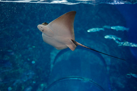 Stingray in the Aquarium. Underwater world. Underwater world.の写真素材