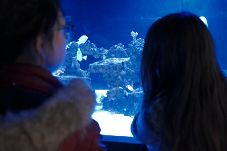 Woman looking at a fish tank in a marine aquarium at night.の写真素材