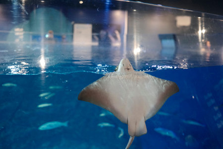 Stingray in the Aquarium. Underwater world. Underwater world.