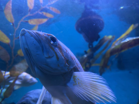 Underwater view of a fish in an aquarium.