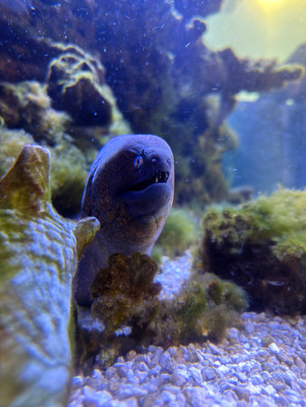 Moray eel in a tropical freshwater aquarium.の写真素材