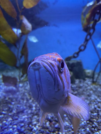 Underwater view of a fish in an aquarium. Aquarium background
