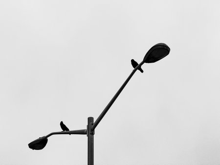Black and white photograph of a street lamp against a gray sky and the silhouette of a crow.の写真素材