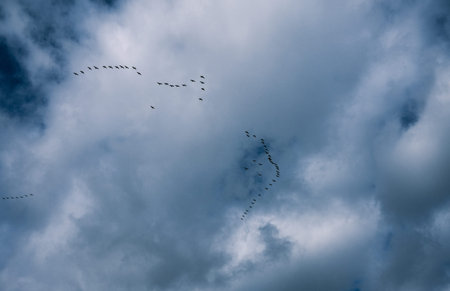 Flock of Canada geese flying in the cloudy sky. Migration of Canada geese in the skies of Quebec.