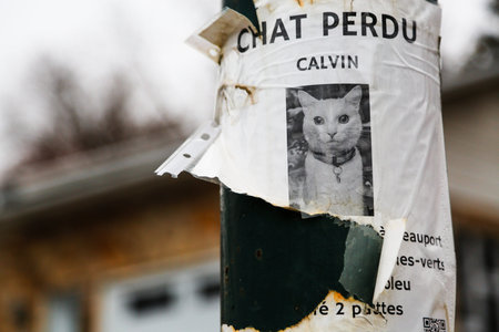 A poster on a street pole with an old picture of a lost cat in Quebec.