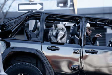 A dog in the Jeep.
