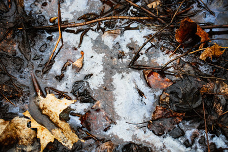 Early spring in the forest.