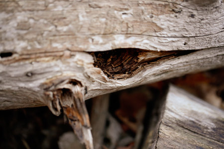 Holes in an old fallen tree in the forest.の写真素材