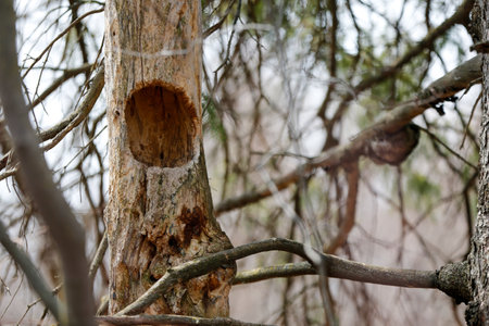 close up of an old tree trunk in the forest. shallow depth of fieldの写真素材
