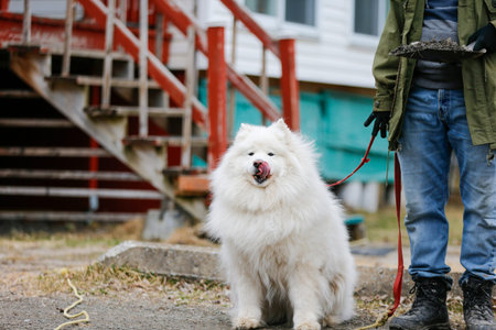 A Samoyed on a leash in the outdoor yard.