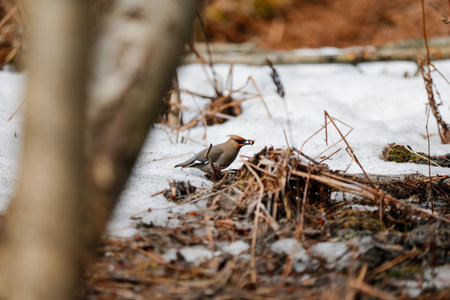 Cedar Waxwing on snow, Quebec, Canada.