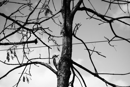 A woodpecker sits on a tree branch. Black and white photos.の写真素材