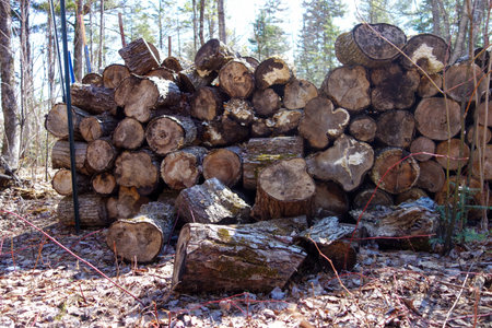 Pile of firewood in the forest, close-up.