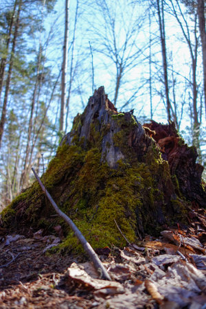 Old tree stump in the forest. Springtime. Natural background.