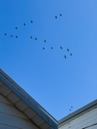 A flock of Canada geese flies over the roof of the building.の写真素材