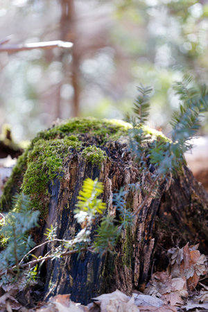 Old broken tree in the forest. springtime. Abstract environmental backgrounds. Old tree stump in the forest. Springtime. Natural background.の写真素材