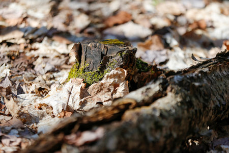Old broken tree in the forest. springtime. Abstract environmental backgrounds. Old tree stump in the forest. Springtime. Natural background.の写真素材