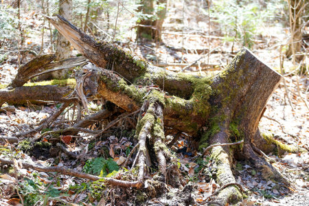 Old broken tree in the forest. springtime. Abstract environmental backgrounds. Old tree stump in the...