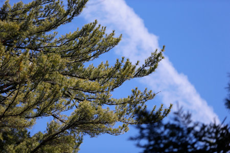 Detail of a conifer branch with a blue sky and a cloud.の写真素材