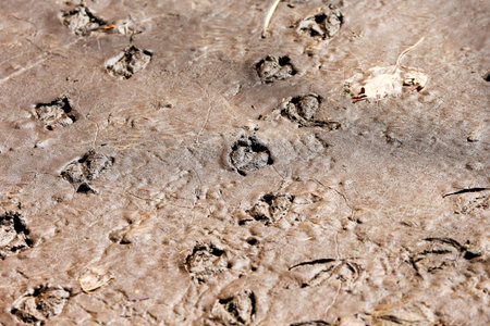 Duck foot prints on the ground.