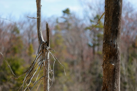 Forest in early spring. A dead tree in nature.