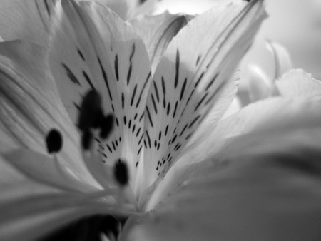 close up of an alstroemeria flower in black and white. Selective focus. Bouquet of white alstroemeria flowers in a vase.の写真素材