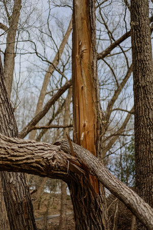 Tree branches in the forest. Nature background. Selective focus. A branch of a broken tree after the...