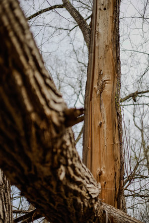 Tree branches in the forest. Nature background. Selective focus. A branch of a broken tree after the...
