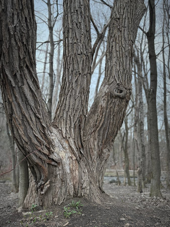 Trees in the forest in the early spring. Toned.