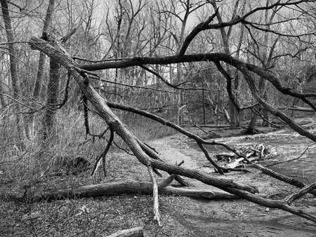 Fallen tree in the forest. Black and white photo of a fallen tree. A branch of a broken tree after...