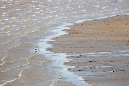 Waves on the beach at low tide with a bird in the foreground