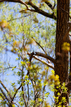 A broken branch of a tree in the forest in spring.