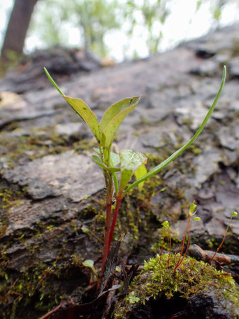 Leaves grow in the forest in spring on a rainy day.