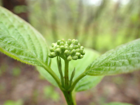 Leaves grow in the forest in spring on a rainy day.