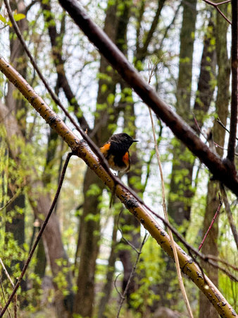 American redstart bird sitting on a tree branch in the forest in spring