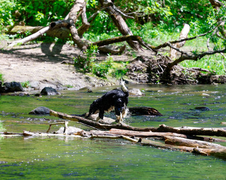 Black dog standing on a log in the water of a river.の写真素材