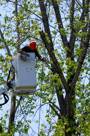 A man in a cherry picker cuts tree branches. An arborist at work.
