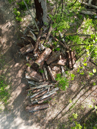 Pile of chopped tree trunks in the forest. Nature background