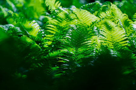 Green fern leaves in summer forest. Nature background. Selective focus.