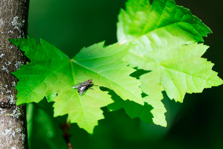 Fly on the green maple leaf in the forest. Nature background.の写真素材