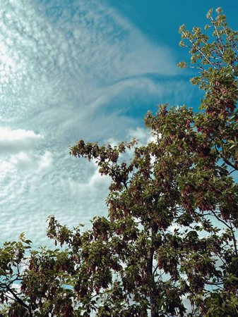Trees with blue sky background, Quebec, Canada. Vintage filter effect.