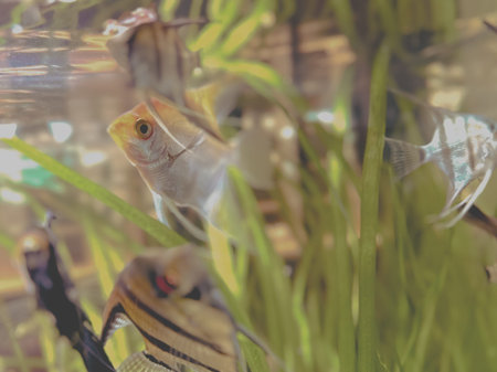 Tropical fish in an aquarium at a pet store.
